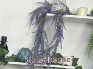Sibleyberner